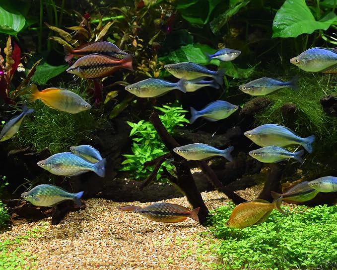 Seachem Matrix Bio Media and Purigen Organic Filtration Resin - Image 4